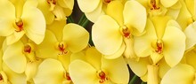 Bunch Of Yellow Orchid Flowers Detailed Texture Background From Generative AI