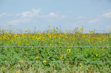 field of sunflowers