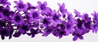 Gorgeous lavender blooms