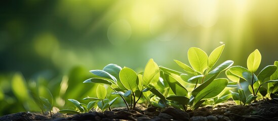 Sticker - A closeup view of a young green leaf in a garden with a blurred background of greenery in the summertime sunlight The scene captures the natural landscape of green plants