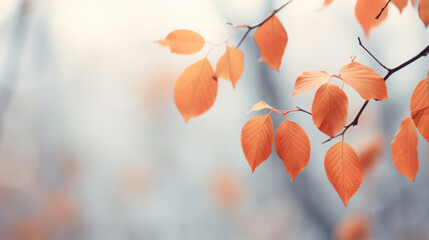 Poster - Autumn trees with leaves on light background