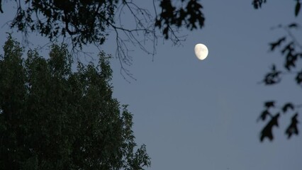 Wall Mural - Framed between the leafy crowns of two trees, the moon casts its silvery glow against the dusk sky. The leaves, painted in shadows, contrast the luminescent sphere.
