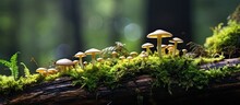 Detailed View Of Fungi Native To New Zealand Flourishing On A Decaying Log Covered In Moss Within The Forest