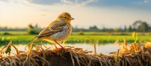A Rice Field Played Host To A Bird Positioning Itself With Various Poses