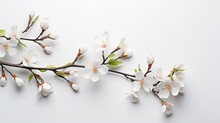 Stem with almond tree flowers on the right side and randomly dispersed white petals covering the lower left corner on a gray background with empty space for editing