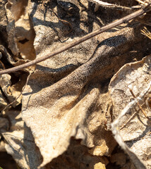 Wall Mural - Dry grass in nature as an abstract background. Texture