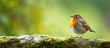 A Garden Visitor The Erithacus Rubecula Can Be Seen Resting On A Branch Commonly Known As The European Robin