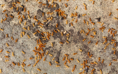 Wall Mural - Yellow ants on the ground. Close-up