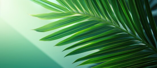 Canvas Print - An abstract backdrop with tropical palm leaves casted in a shade of natural green