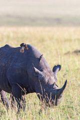 Poster - Black rhinoceros with flying yellow billed oxpecker