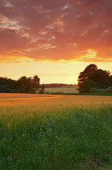 Wall Mural - Scenic landscape of an agriculture and sustainable farm in the harvest season for crops and wheat. Bright and dramatic sky at sunset over an organic green field in the countryside with copyspace.