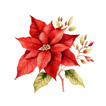 Poinsettia Christmas Decor Watercolor Painting On White Background
