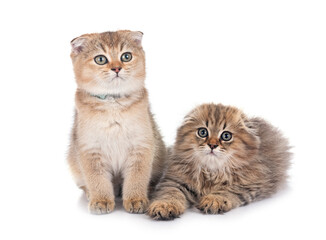 Wall Mural - scottish fold and higland fold kitten in studio