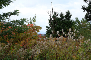 Wall Mural - autumn flower landscape 