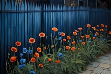 Poppies In Front Of A Blue Fence In The Village