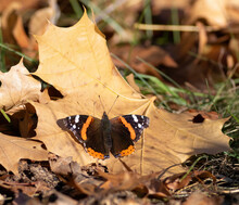 Red Admiral, Vanessa Atalanta. A Butterfly Sits On A Fallen Leaf