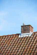 Bird Sitting To Nest On Red Brick Chimney On Slate Roof Of House Building Outside Against Blue Sky Background. Construction Of Exterior Escape Chute Built On Rooftop For Fireplace Smoke And Heat