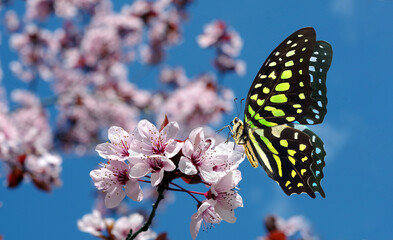 Wall Mural - Colorful spotted tropical butterfly on sakura blossom branch. Graphium agamemnon butterfly. Green-spotted triangle. Tailed green jay.