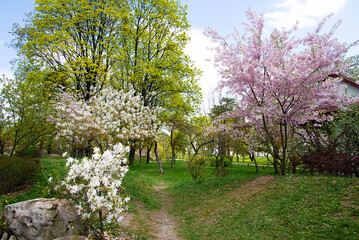 Wall Mural - Picturesque park, spring blooming trees, sakura and magnolia. Spring landscape with trees and blooming cherry flowers