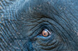 closeup of an open eye with details of wild asian elephant or Elephas maximus in safari at forest of india
