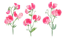 Big Watercolor Set Of Sweet Peas Flowers. Sprigs Of Sweet Peas. Mini Bouquets. Hand Drawn Illustrations Isolated On Transparent.