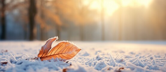 Wall Mural - Beautiful winter background with a leaf covered with hoarfrost in nature in the snow