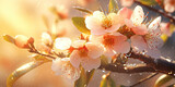 Close up of apricot flowers in the nature. 