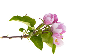 Canvas Print - apple tree flowers isolated