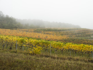 Wall Mural - autumn vineyards in the mist