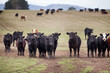 Beef cattle in a farm paddock Tasmania
