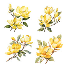 Beautiful Yellow Magnolia Flower Branch With Leaves Watercolor Paint On White Background