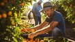 Focused man worker harvesting local ripe tangerines in garden.