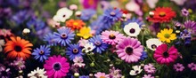 Beautiful Colorful Meadow Of Wild Flowers. Cosmos Flowers Blooming At Flower Garden. Sunny Summer Or Autumn Nature Banner