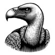 vulture bird portrait sketch