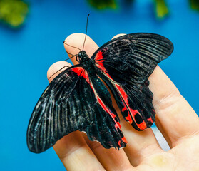 black-red big butterfly sits spread its wings on a human open pa