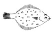 Simple vector drawing with black outline. Flatfish flounder. Seafood. Sketch in ink.