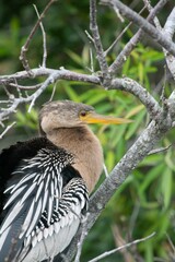 Poster - Anhinga bird with its long, elegant feathers perched atop a tree branch.