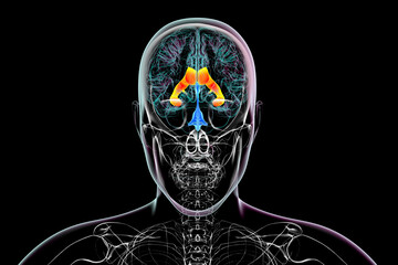 Wall Mural - The lateral brain ventricles, 3D illustration.