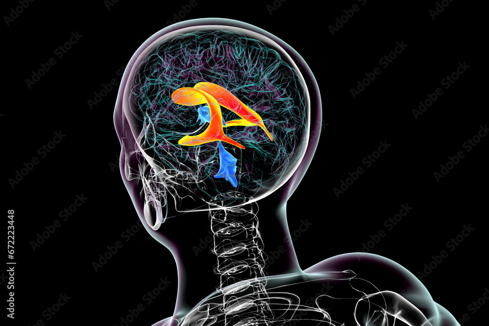 The lateral brain ventricles, 3D illustration. Stock Illustration ...