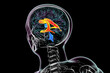 The lateral brain ventricles, 3D illustration.