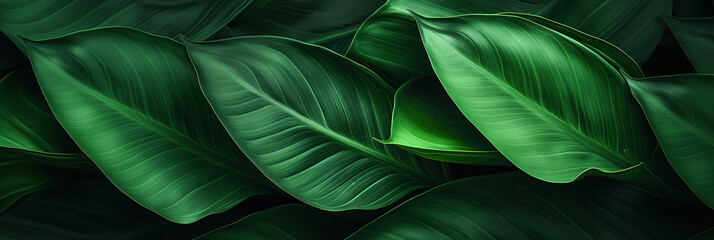 Wall Mural - abstract green leaf texture, tropical leaf foliage nature dark green background.