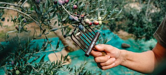 Wall Mural - man harvests arbequina olives in Spain, banner