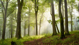 Fototapeta Krajobraz - Misty Forest with Ancient Trees