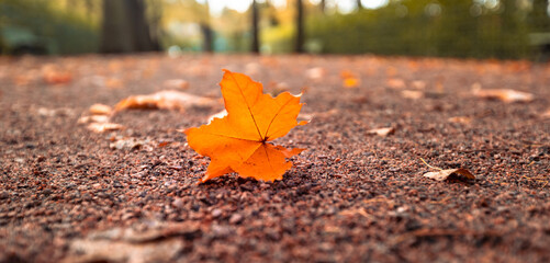 Wall Mural - leaf fall background, dry maple leaf lies on the ground in the park