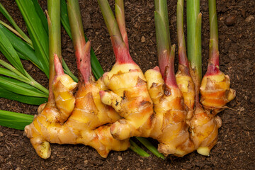 Canvas Print - Ginger Zingiber officinale roots on ground , nature bio ginger harvest