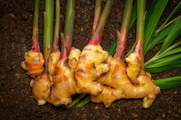 Poster - Ginger Zingiber officinale roots on ground , nature bio ginger harvest