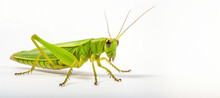 Grasshopper Close Up On White Background Generative AI