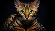 beautiful bangali cats with lush green eyes  tiger look cat