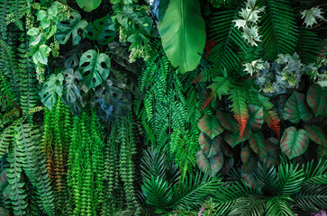 Wall Mural - closeup mix green leaf background.tropical nature leaf concept