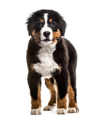 Standing Bernese Mountain Dog, pet, cut out